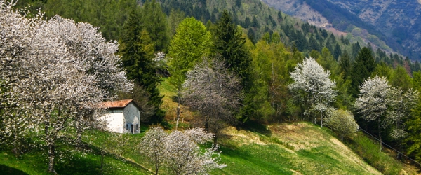 Foto tratta da Google Immagini